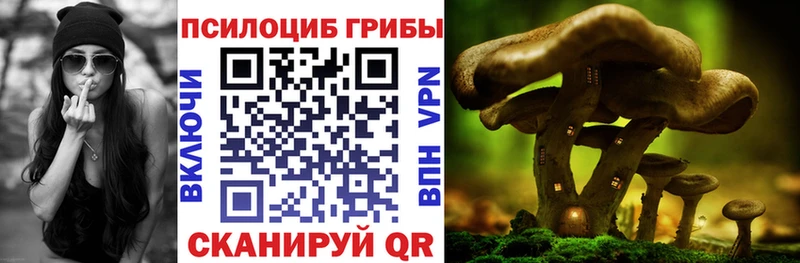 что такое Полярные Зори Псилоцибиновые грибы Psilocybine cubensis